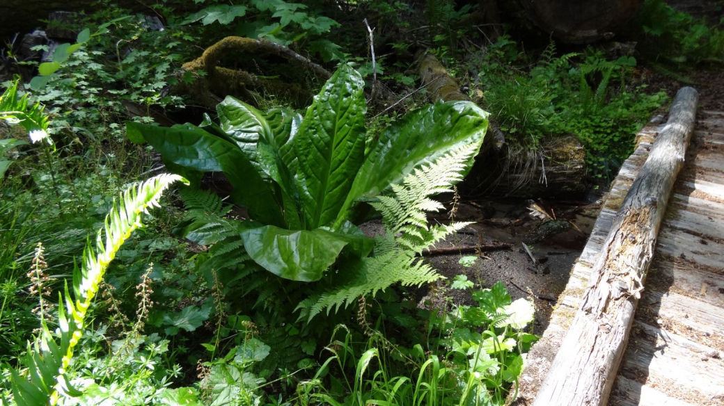 Skunk Cabbage - Symplocarpus Foetidus