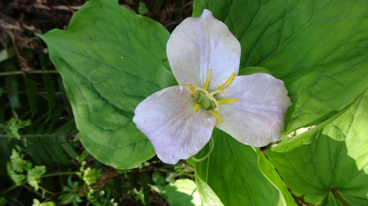 Western Wake Robin – Trillium Ovatum