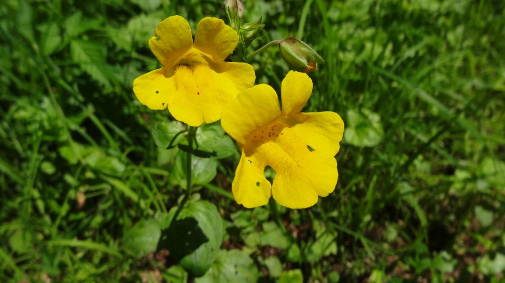 Yellow Monkey Flower - Mimulus Guttatus