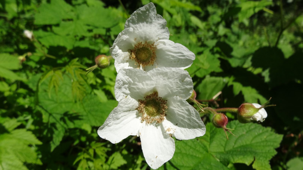 Raspberry Flower – Rubus Idaeus Flower