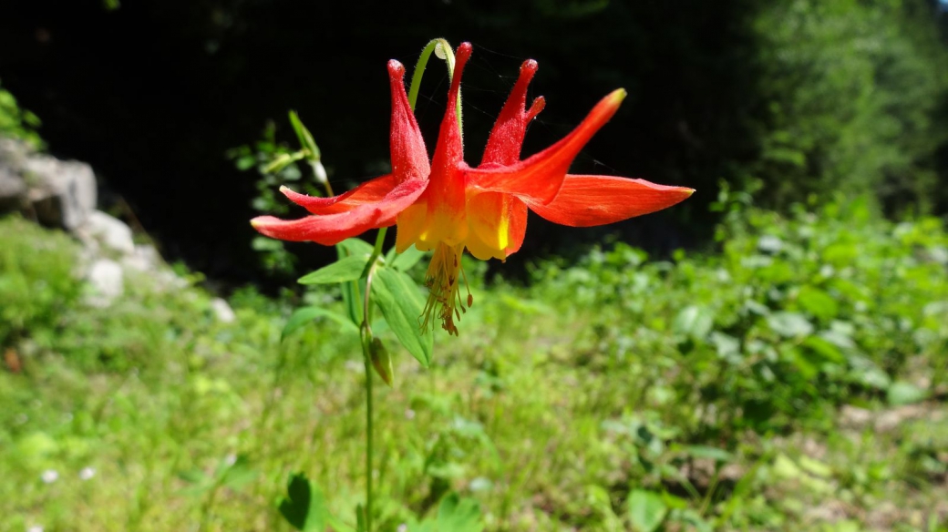 Eastern Red Columbine - Aquilegia Canadensis