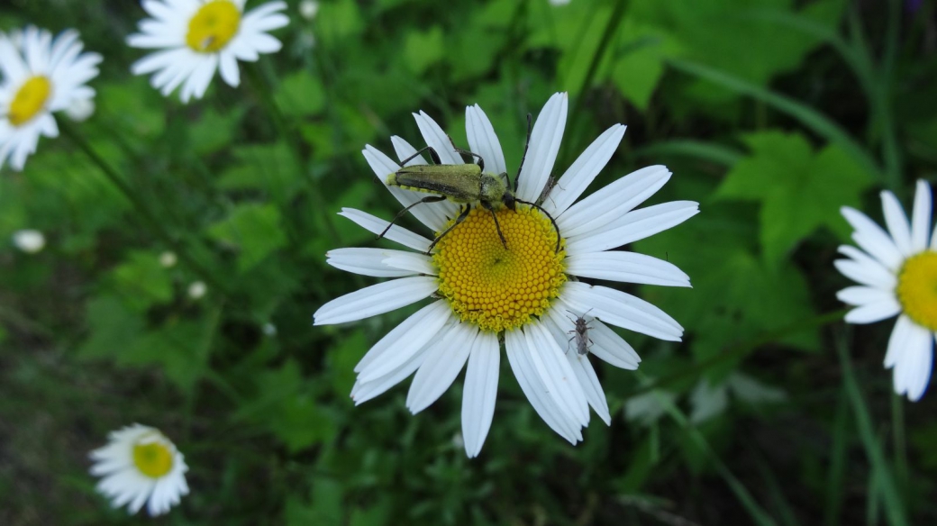 Common Daisy - Bellis perennis