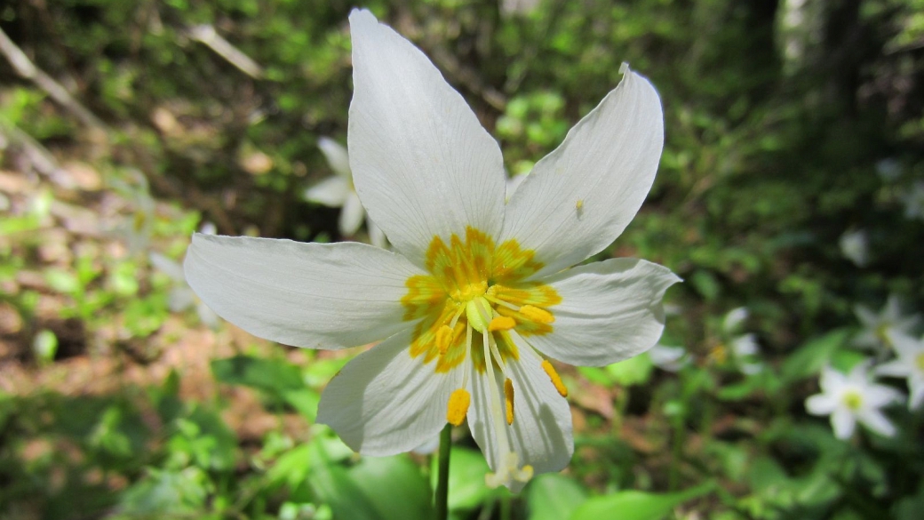 Avalanche Lily - Erythronium Montanum