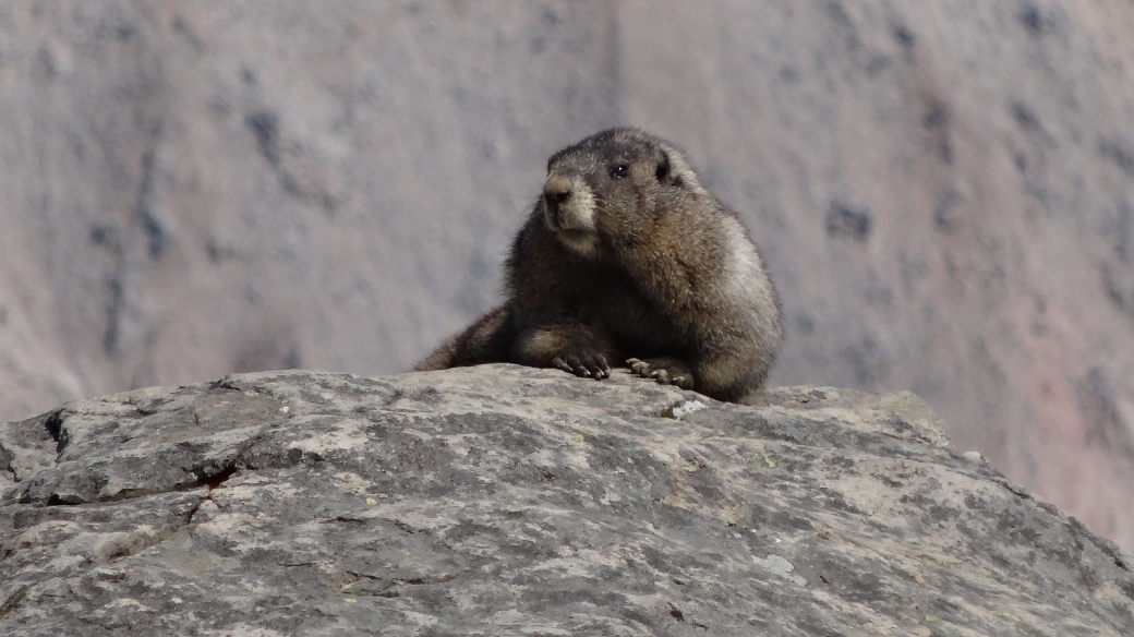 Jolie marmotte sur le Muir Snowfield, au Mount Rainier National Park.