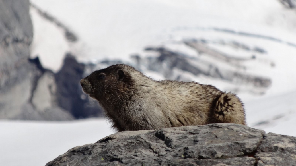 Marmotte se prélassant au soleil au Mount Rainier National Park.