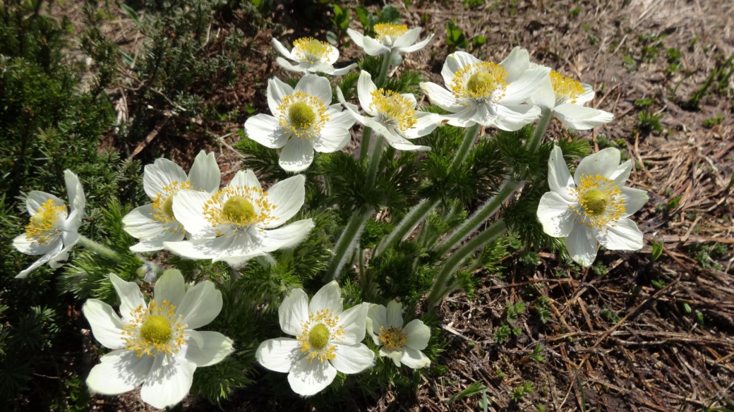 Western Pasque Flower - Pulsatilla occidentalis