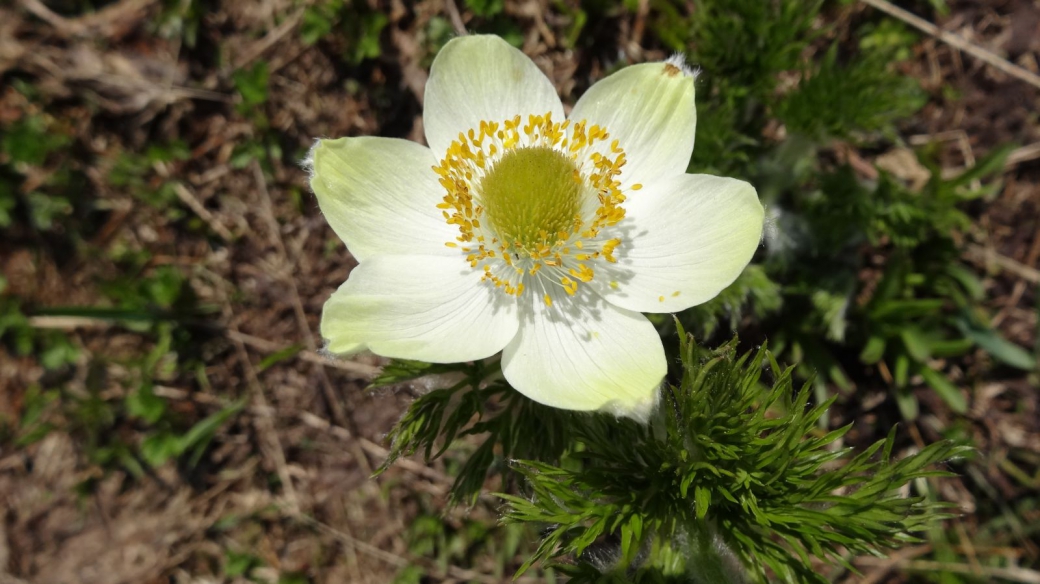 Western Pasque Flower - Pulsatilla occidentalis