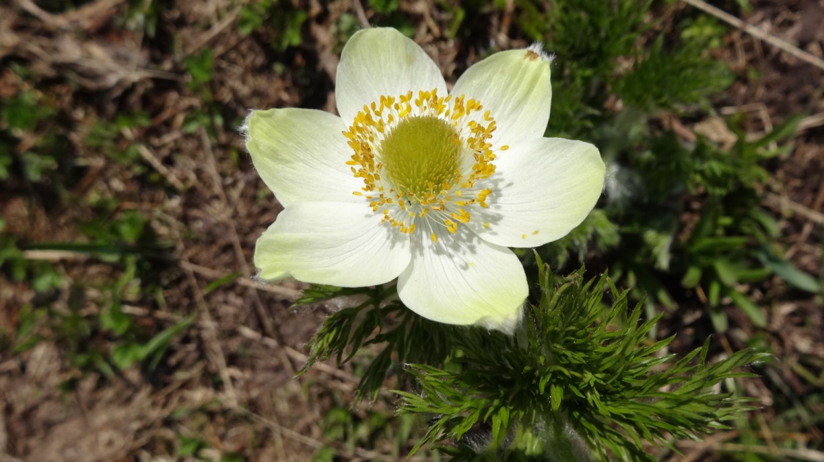 Western Pasque Flower – Pulsatilla occidentalis