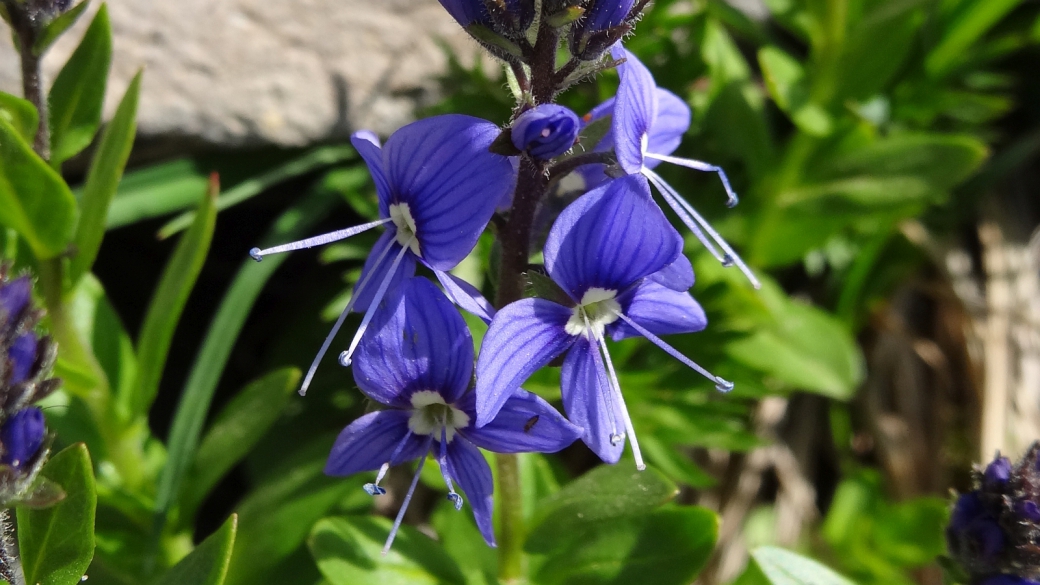 Cusick's Speedwell - Veronica cusickii.