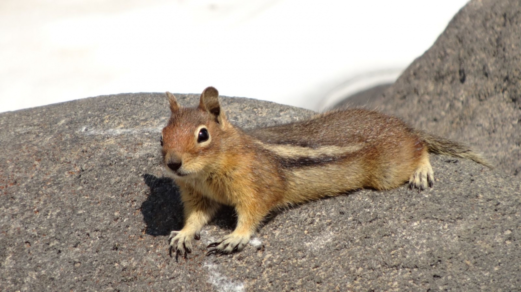 Un petit écureuil, appelé Chipmunk, se prélassant sur le Muir Snowfield.