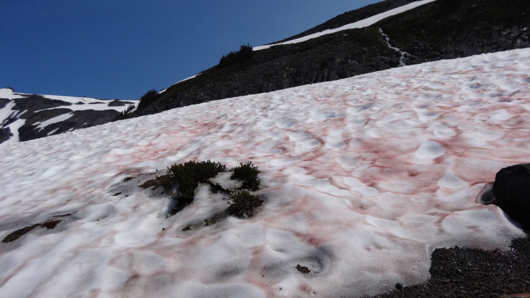 Neige striée de rose...