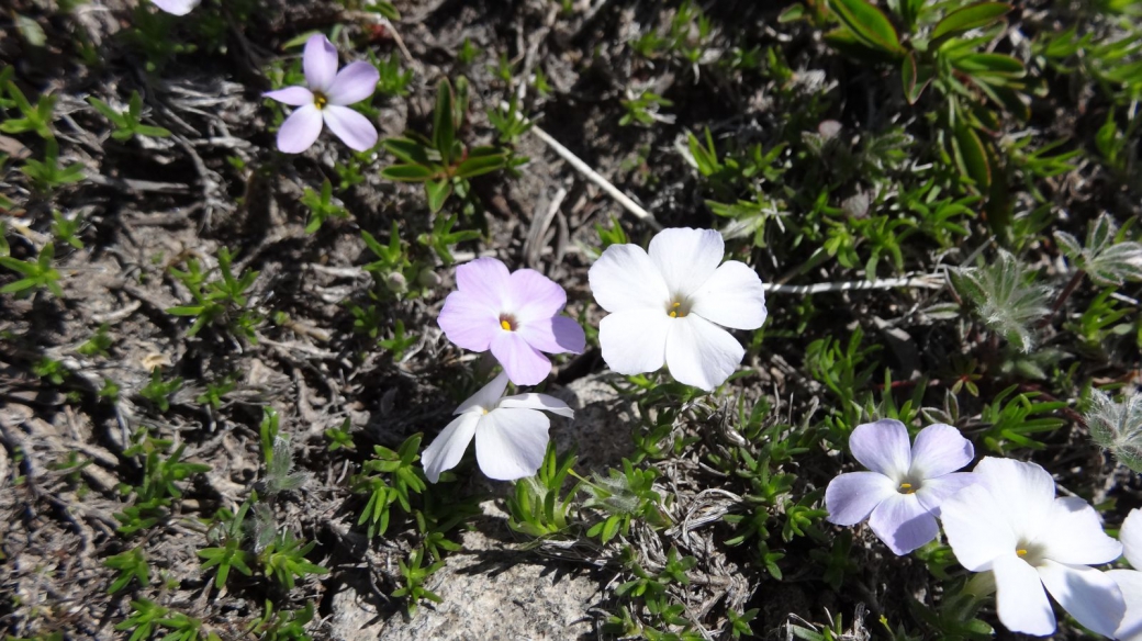 Spreading Flox - Phlox Stolonifera