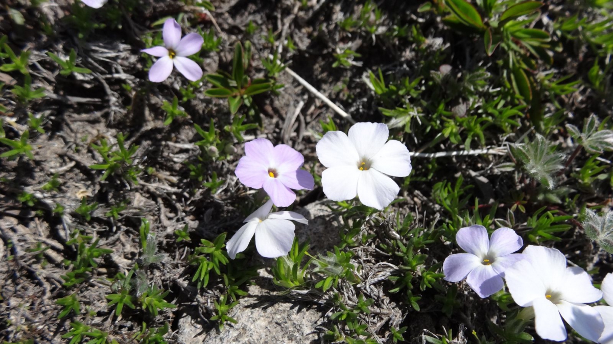 Spreading Phlox – Phlox Stolonifera