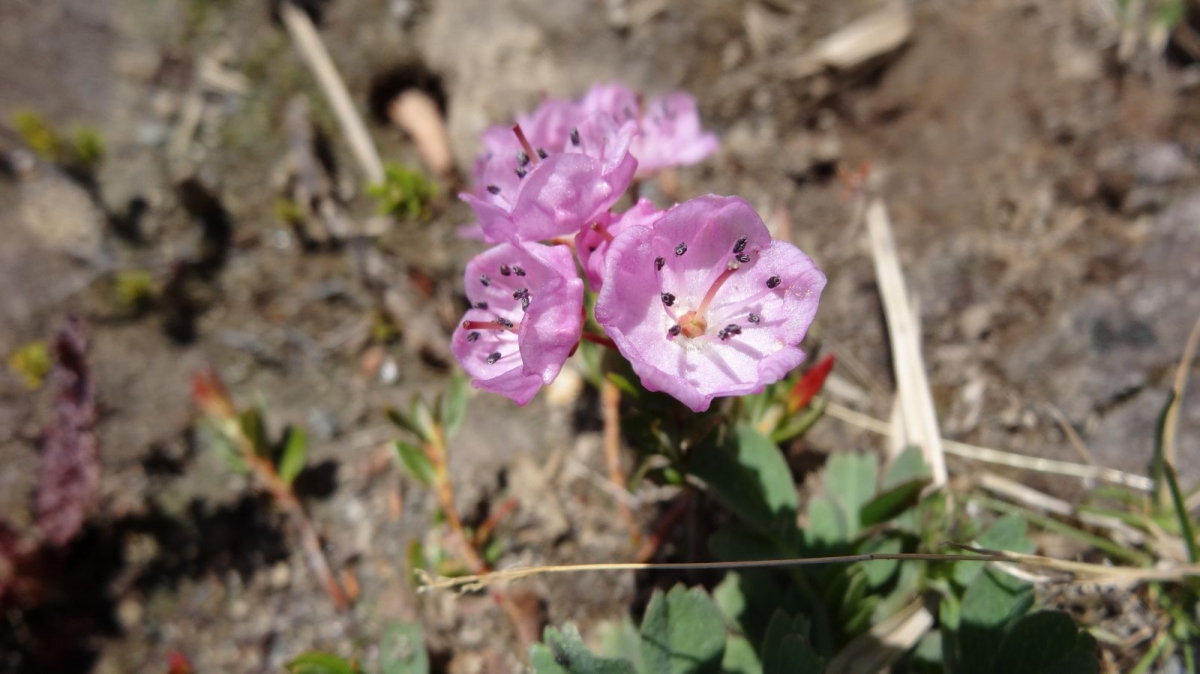 Mountain Heather – Phyllodoce Empetriformis
