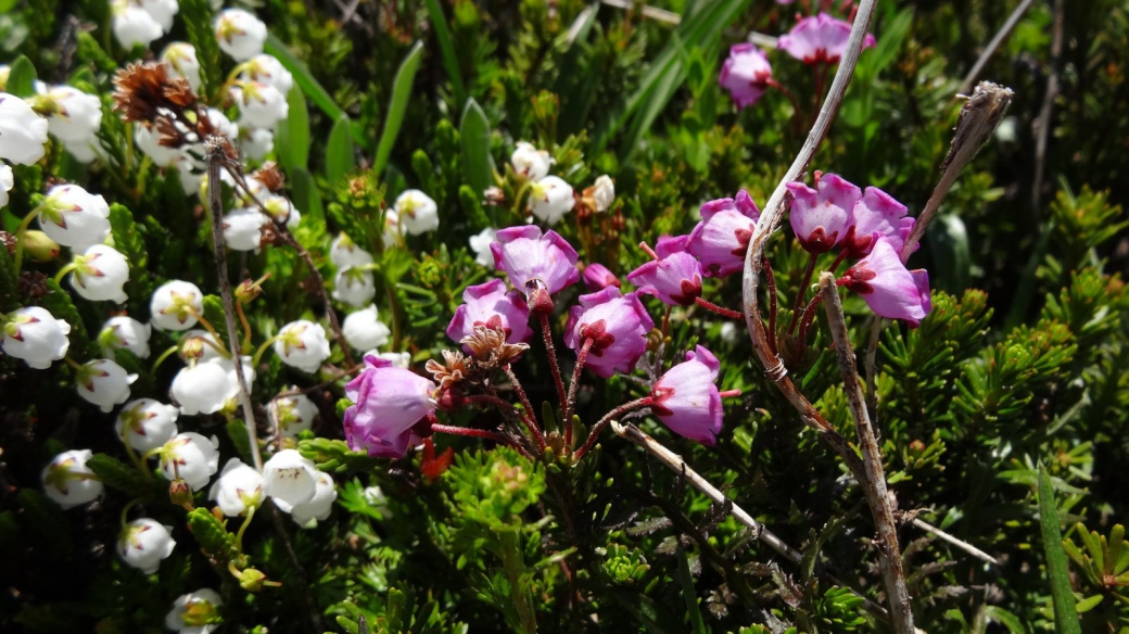 Mountain Heather - Phyllodoce Empetriformis