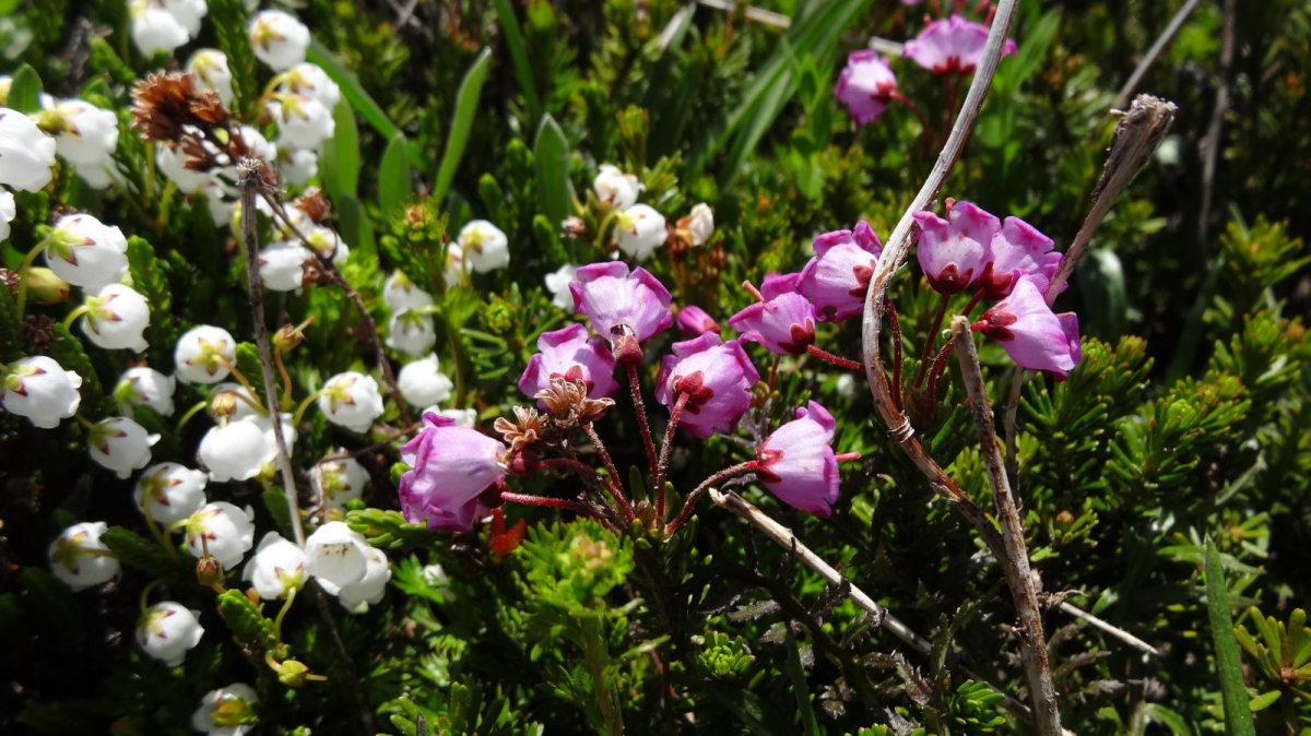 Mountain Heather – Phyllodoce Empetriformis