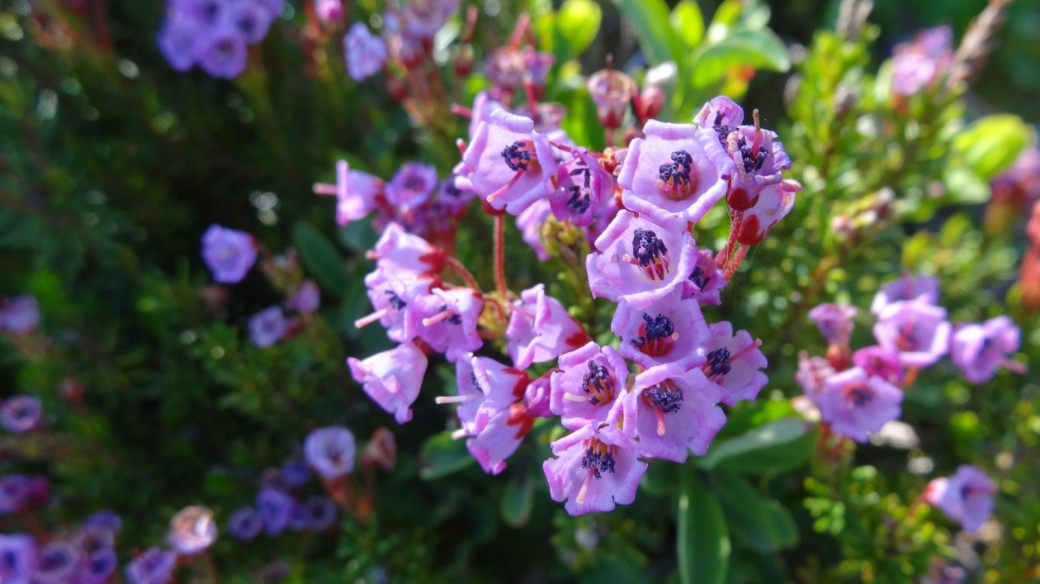 Mountain Heather - Phyllodoce Empetriformis