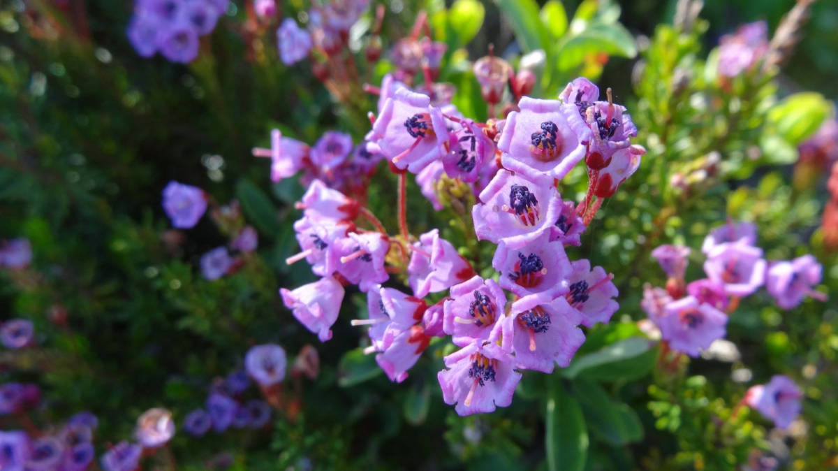 Mountain Heather – Phyllodoce Empetriformis