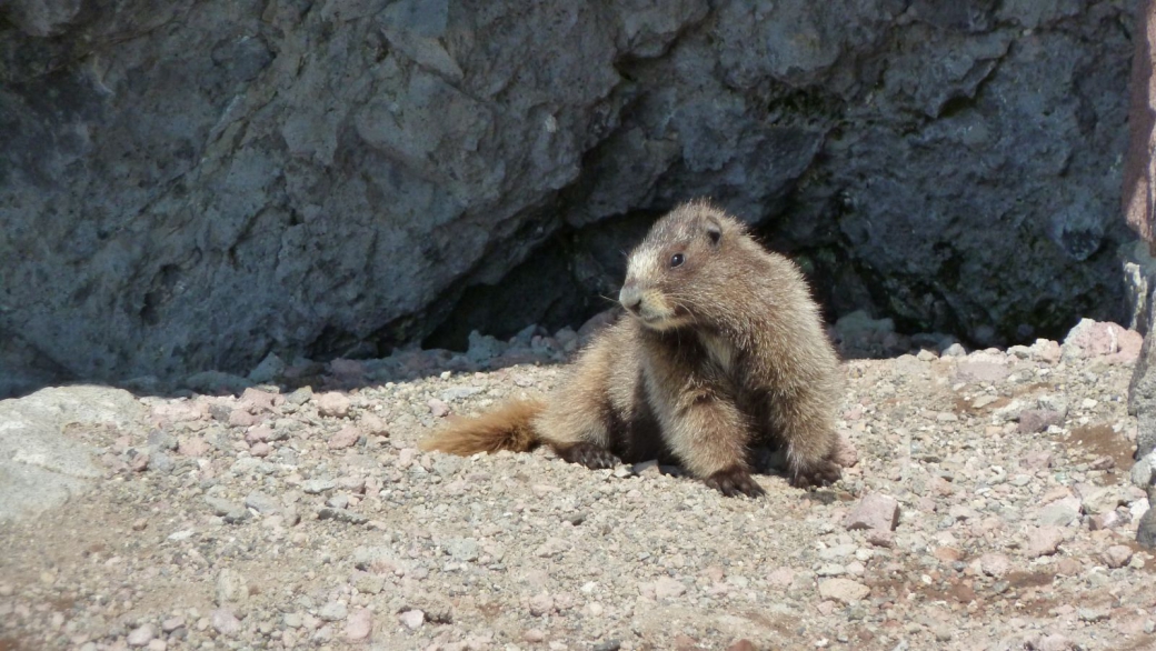 Marmotte à Panorama Point, sur le Muir Snowfield, au Mount Rainier National Park.