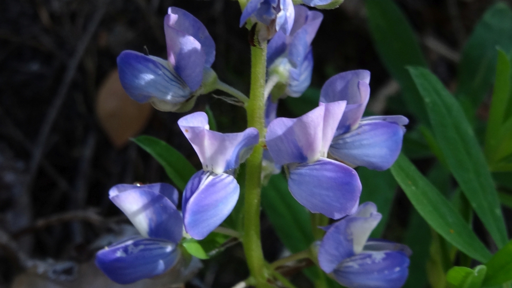 Big-Leaved Lupine - Lupinus Polyphyllus