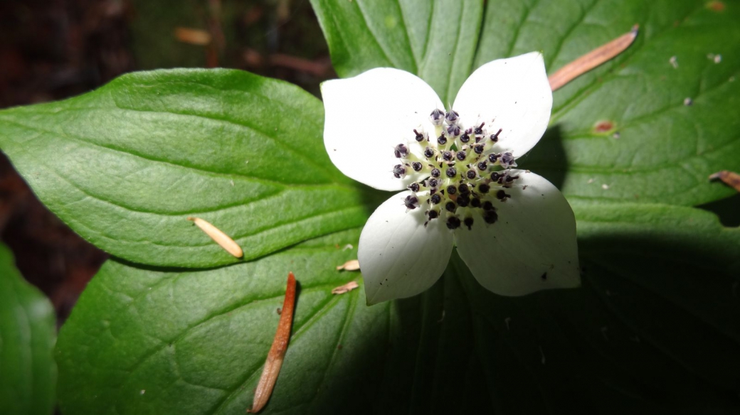 Western Cordilleran Bunchberry – Cornus Canadensis