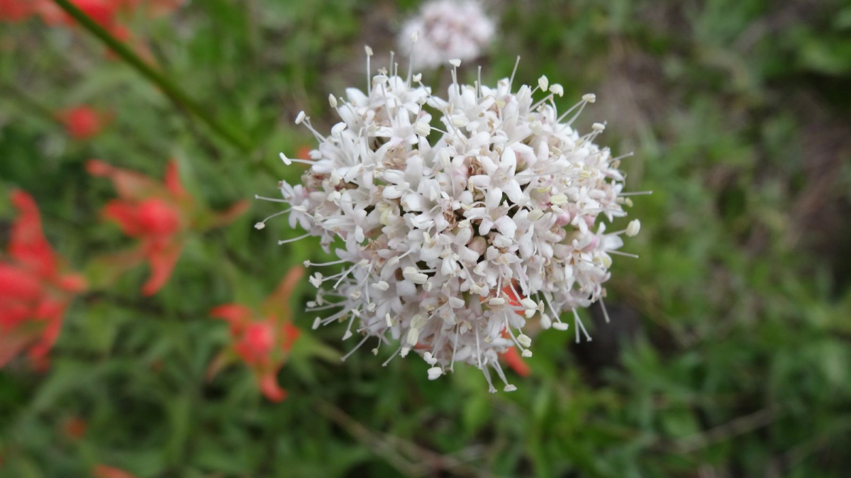 Sitka Valerian – Valeriana Sitchensis