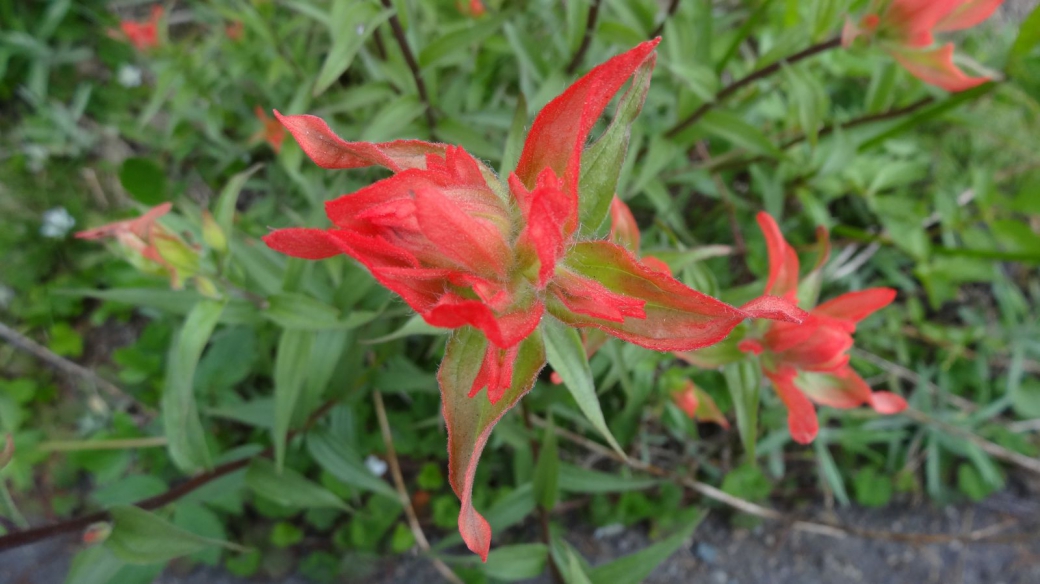 Common Paintbrush - Castilleja