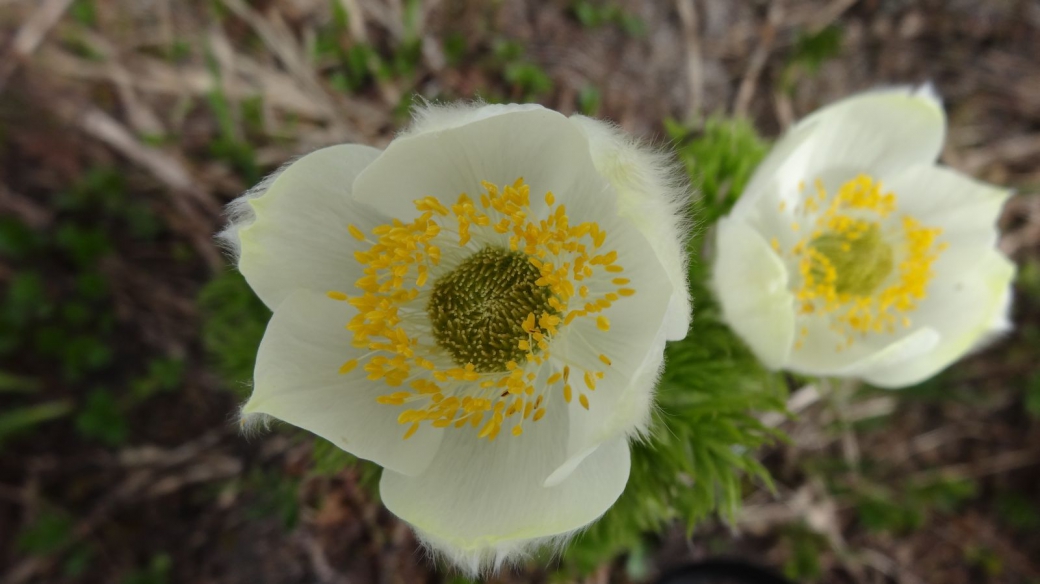 Western Pasque Flower - Pulsatilla Occidentalis