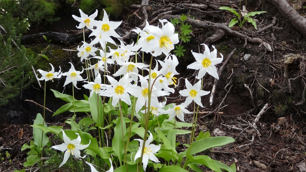 Avalanche Lily - Erythronium Montanum