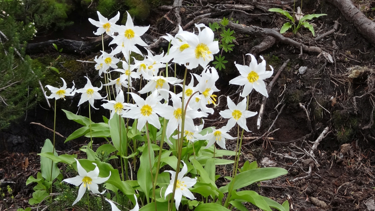 Avalanche Lily – Erythronium Montanum