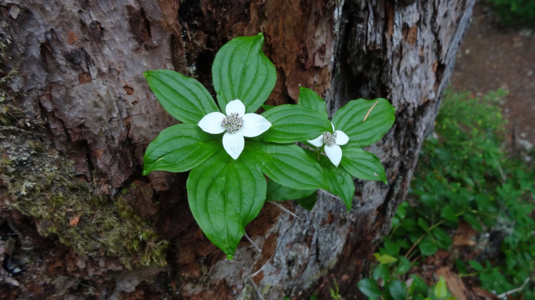 Dwarf Dogwood - Western Cordilleran Bunchberry