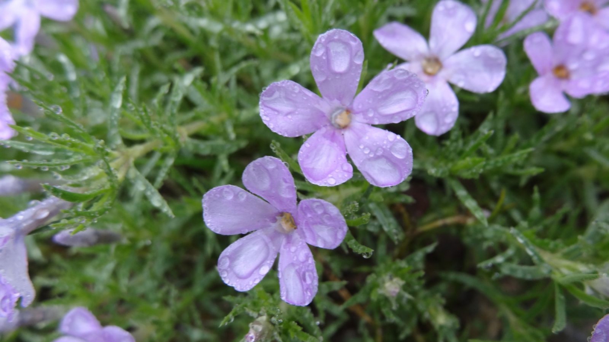 Spreading Phlox – Phlox Stolonifera