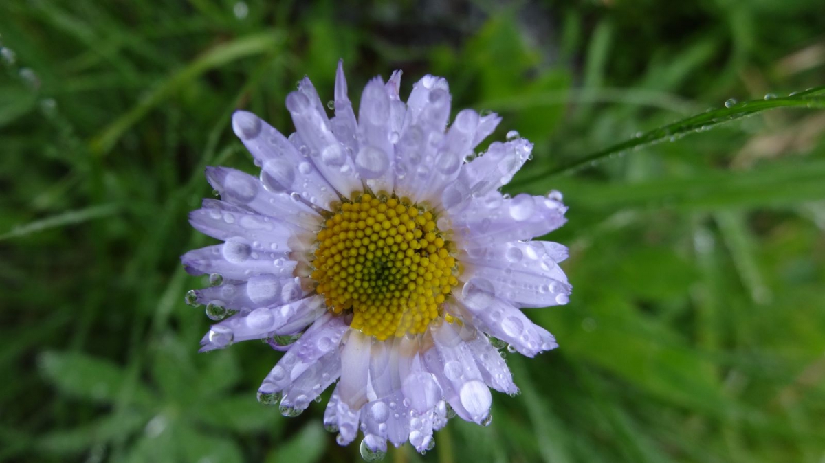 Mountain Daisy – Erigeron