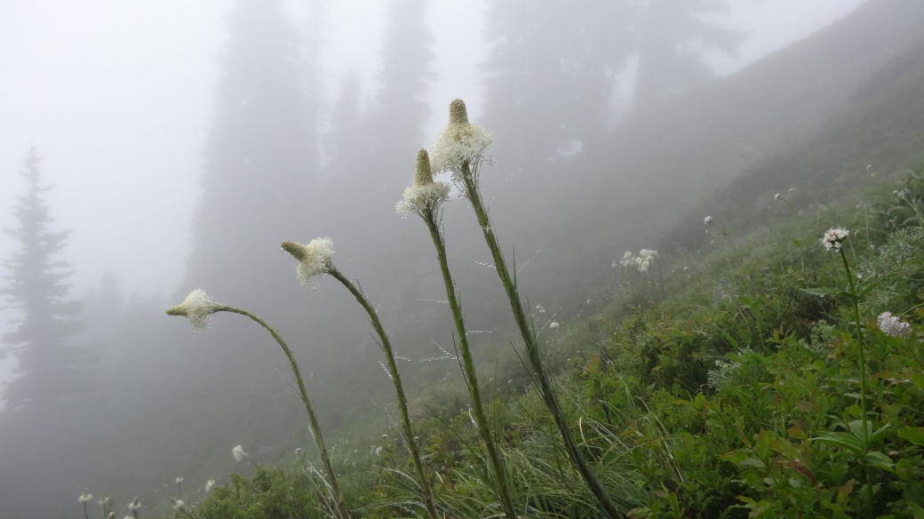 Bear Grass – Xerophyllum Tenax