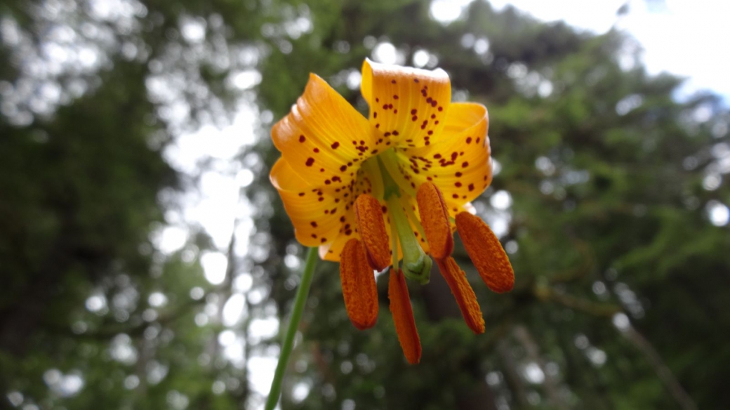 Tiger Lily - Lilium Columbianum