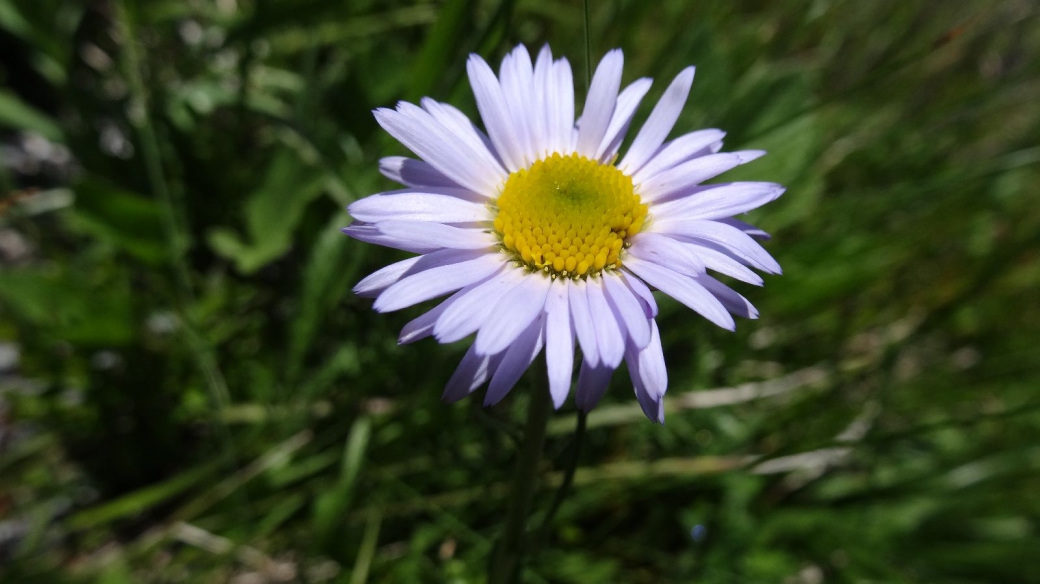 Alpine Aster - Aster Alpinus