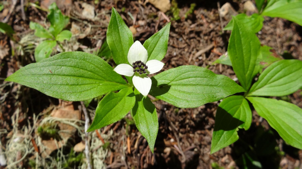 Western Cordilleran Bunchberry - Cornus Canadensis