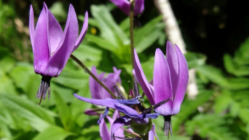 Jeffrey's Shooting Star - Dodecatheon Jeffreyi