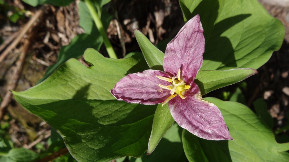 Western Wake Robin – Trillium Ovatum