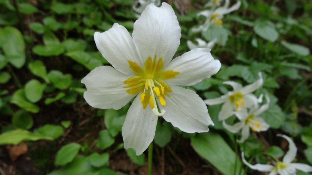 Avalanche Lily - Erythronium Montanum