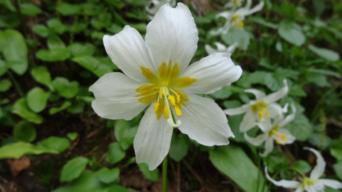 Avalanche Lily – Erythronium Montanum
