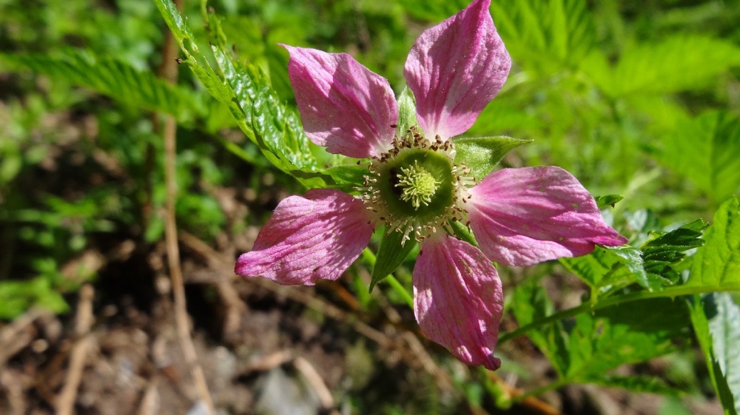 Wild Rose - Rosa