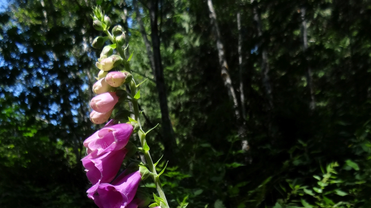 Foxglove – Digitalis Purpurea