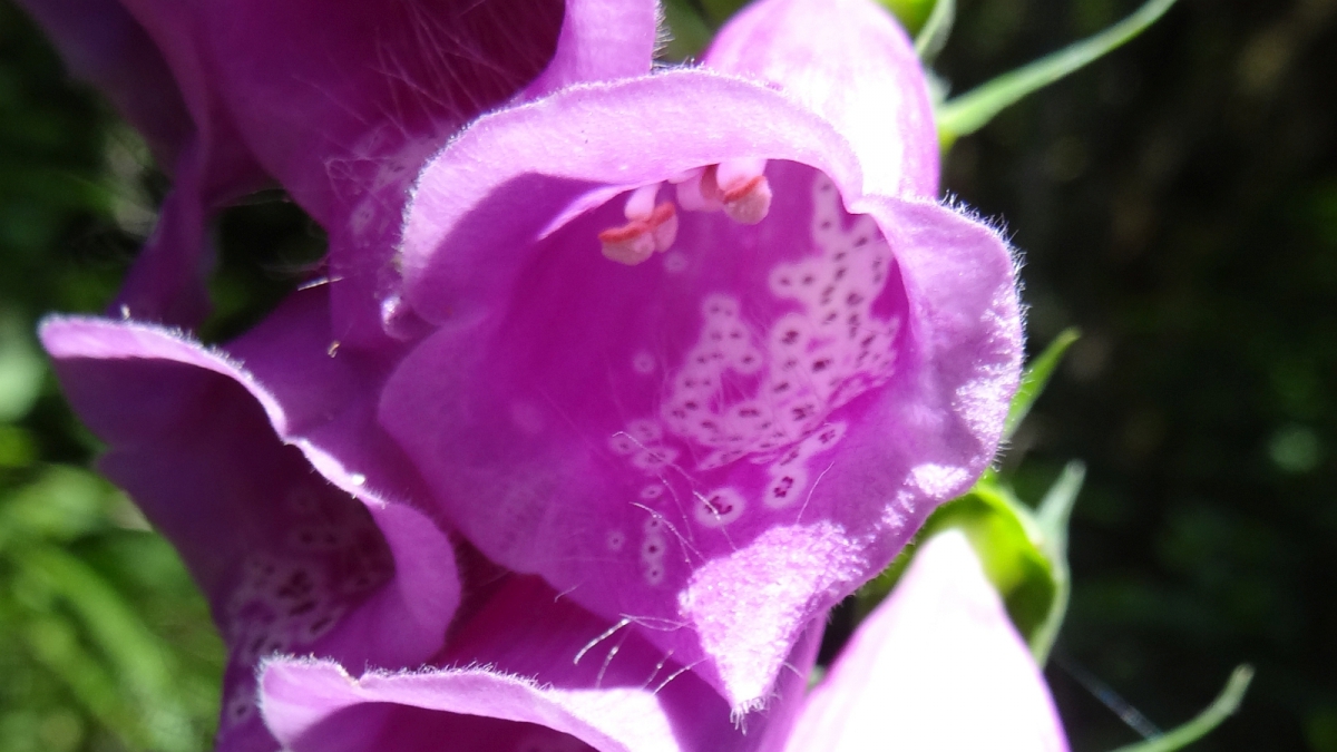 Foxglove – Digitalis Purpurea