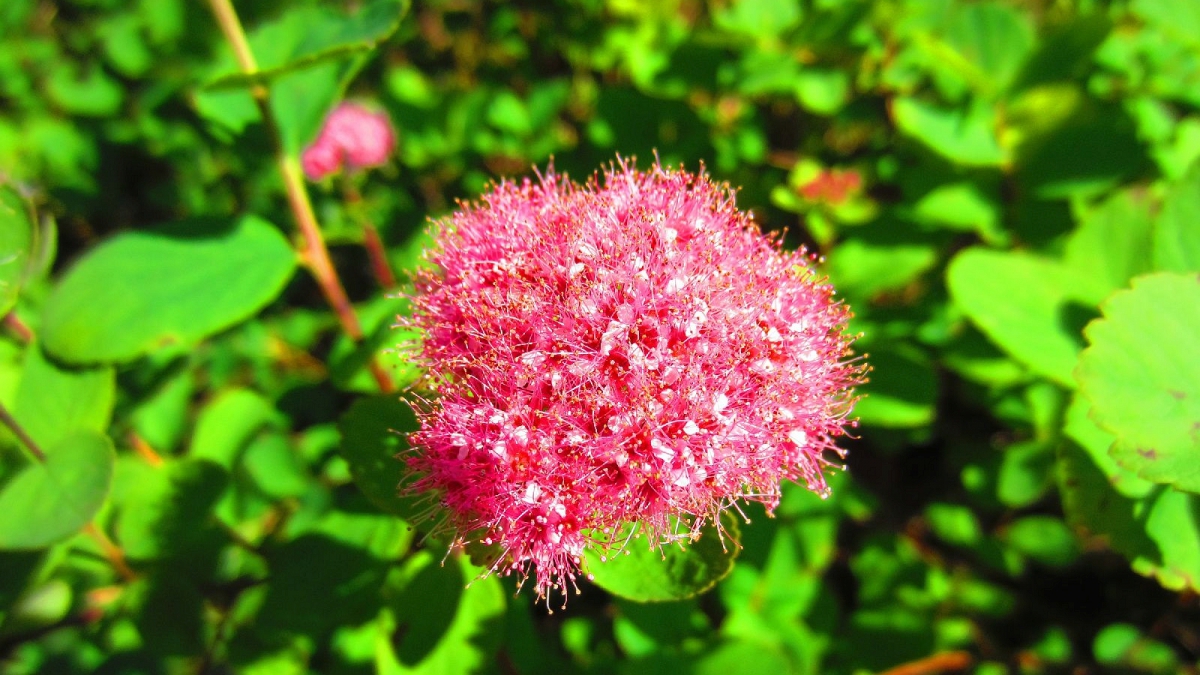 Subalpine Spirea – Spiraea Densiflora