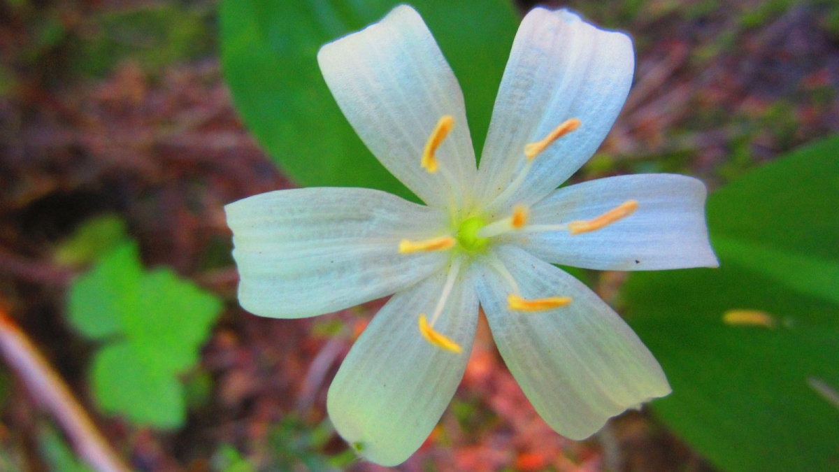 Rain Lily – Zephyranthes