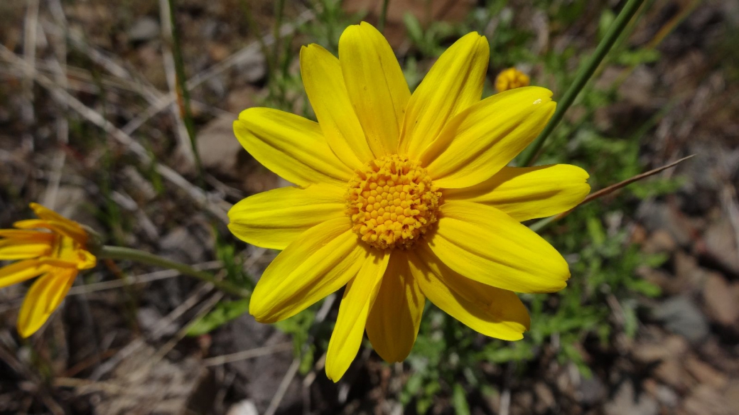 Prairie Golden Aster - Chrysopsis Camporum