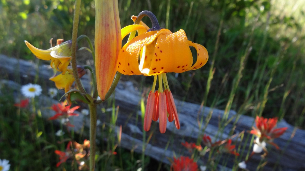 Tiger Lily - Lilium Columbianum