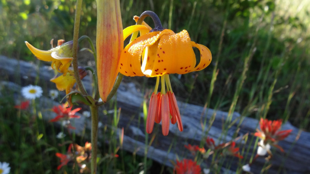 Tiger Lily – Lilium Columbianum