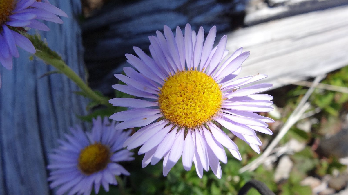 Hoary Tansyaster – Dieteria Canescens